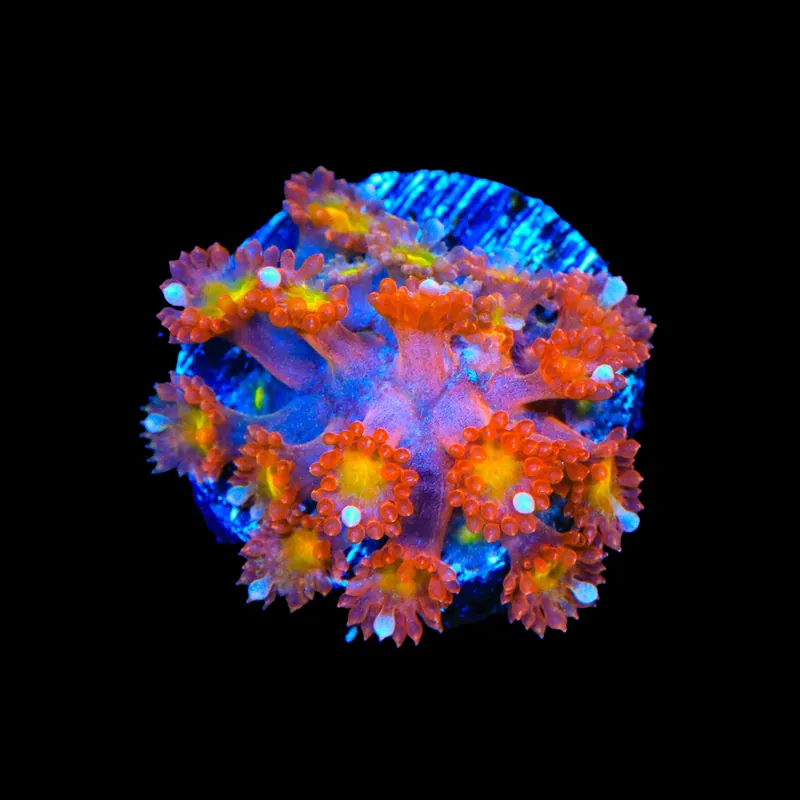 TSA Jujube Goniopora Coral - TSA Coral