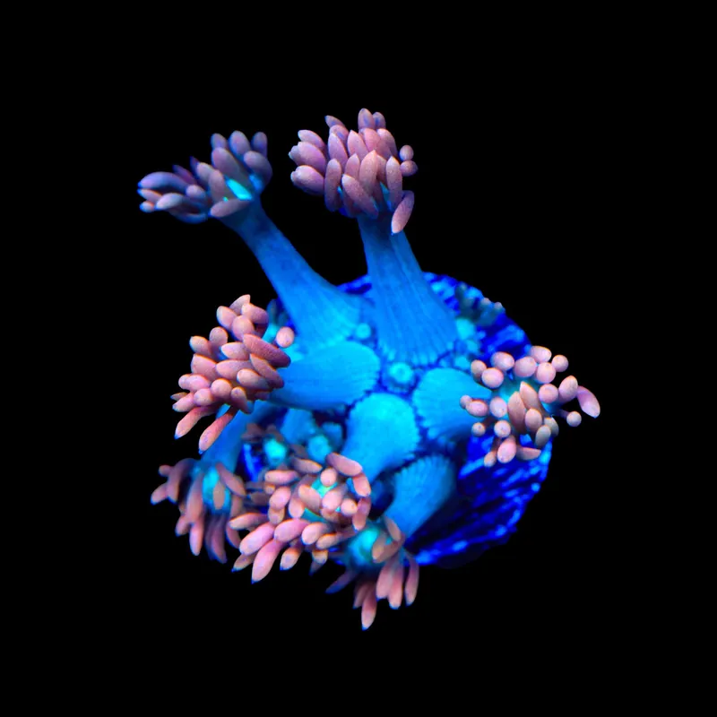 TSA Peach Dream Goniopora Coral - TSA Coral