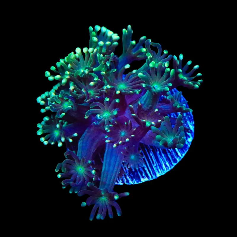 TSA Super Storm Alveopora Coral - TSA Coral