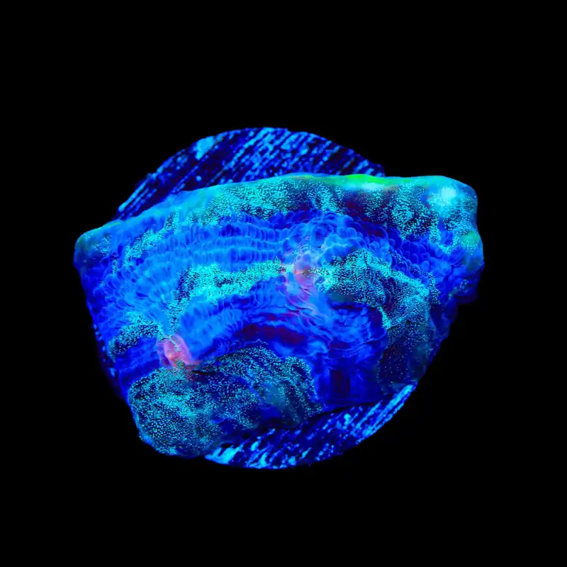 TSA Braveheart Chalice Coral - TSA Coral