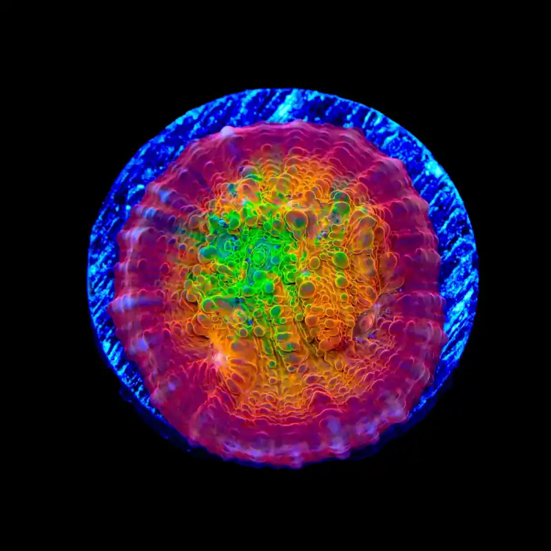 TSA Sunburst Chalice Coral - TSA Coral
