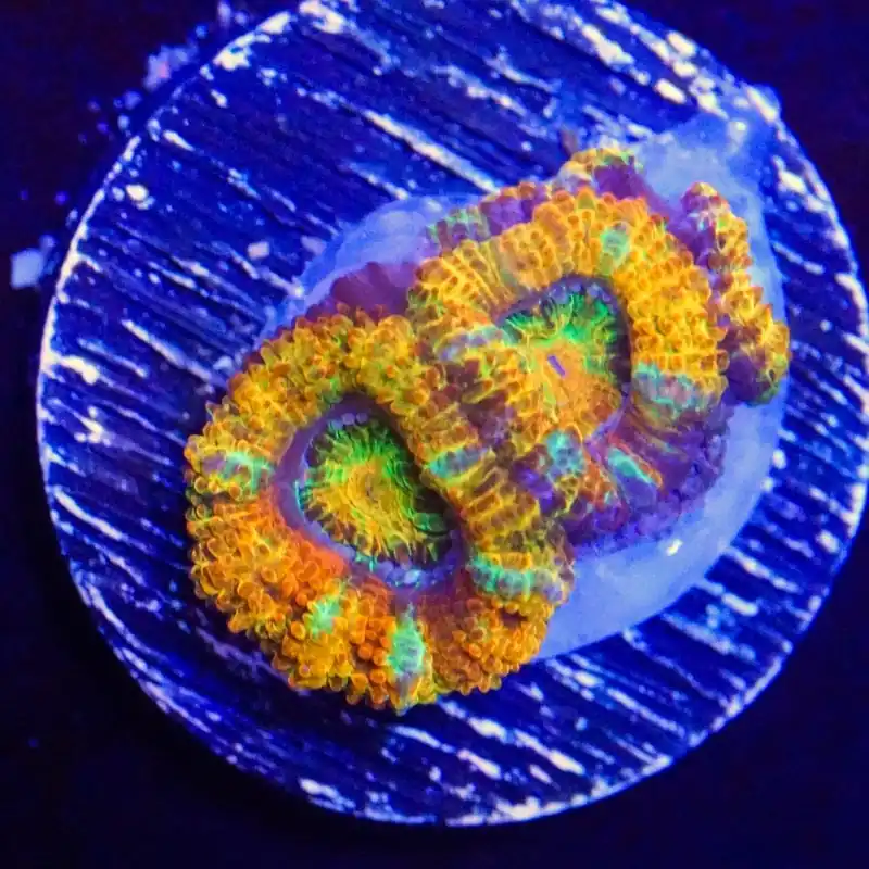 Ultra Rainbow Acan - Top Shelf Aquatics