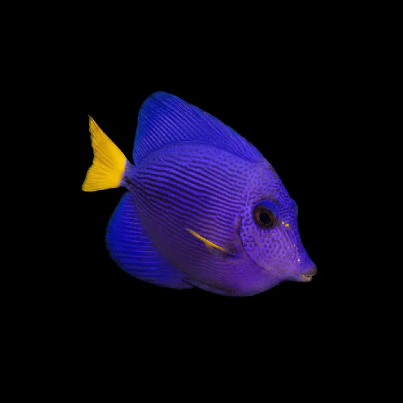 Purple Tang - Zebrasoma xanthurum