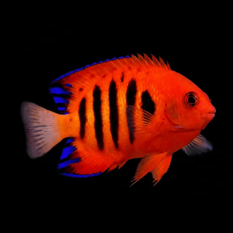 Dwarf Flame Angelfish - Centropyge loricula