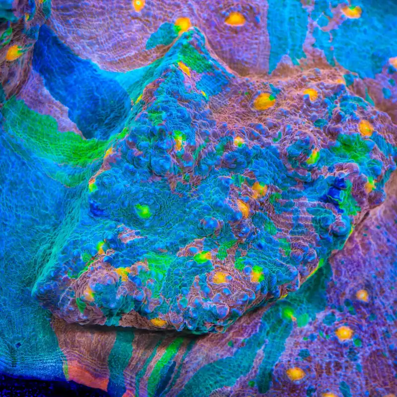 Stained Glass Chalice Coral - TSA Coral