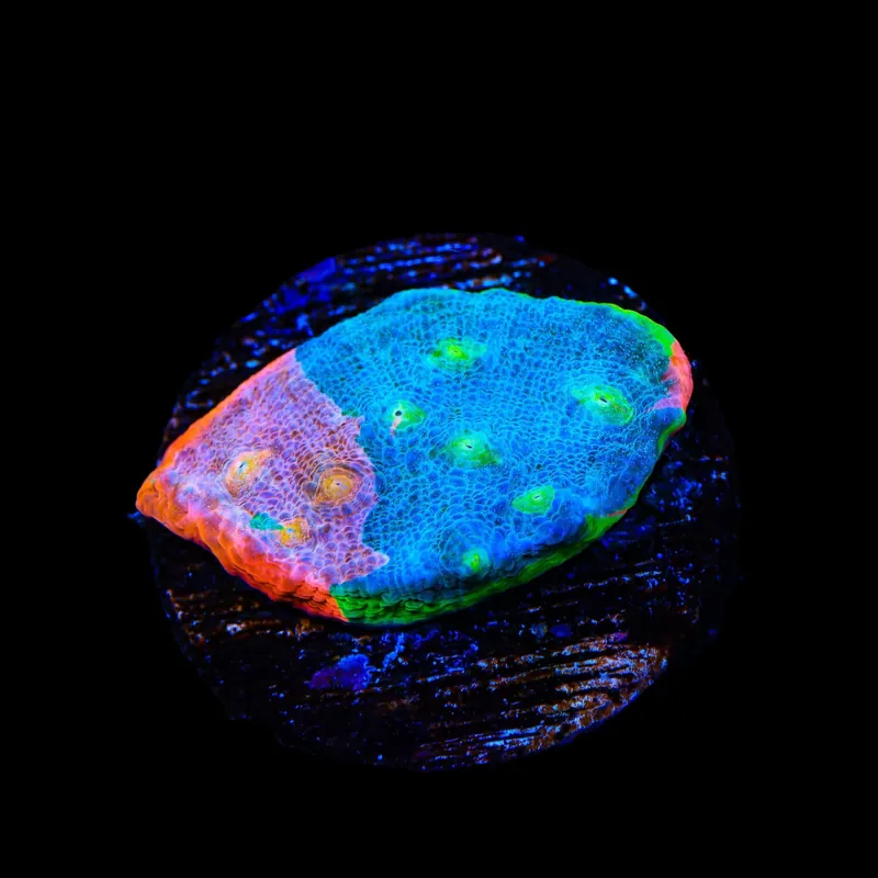 Stained Glass Chalice Coral - TSA Coral