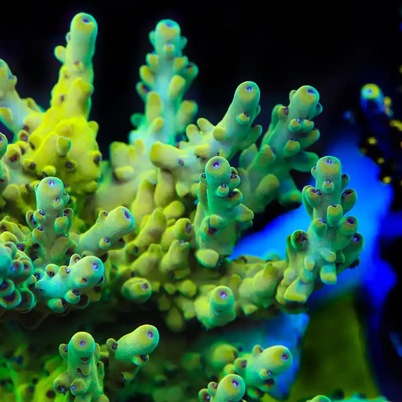 TSA Honeysuckle Acropora Coral - TSA Coral