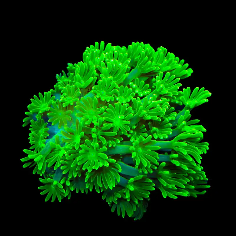 TSA Kryptonite Alveopora Coral - TSA Coral