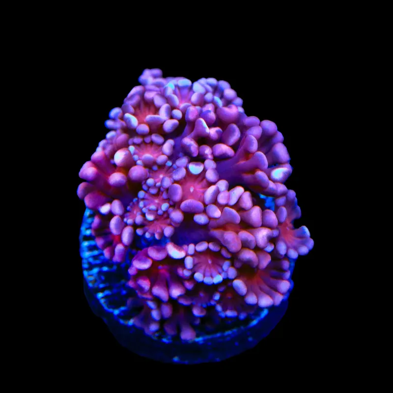 TSA Axl Rose Alveopora Coral - TSA Coral