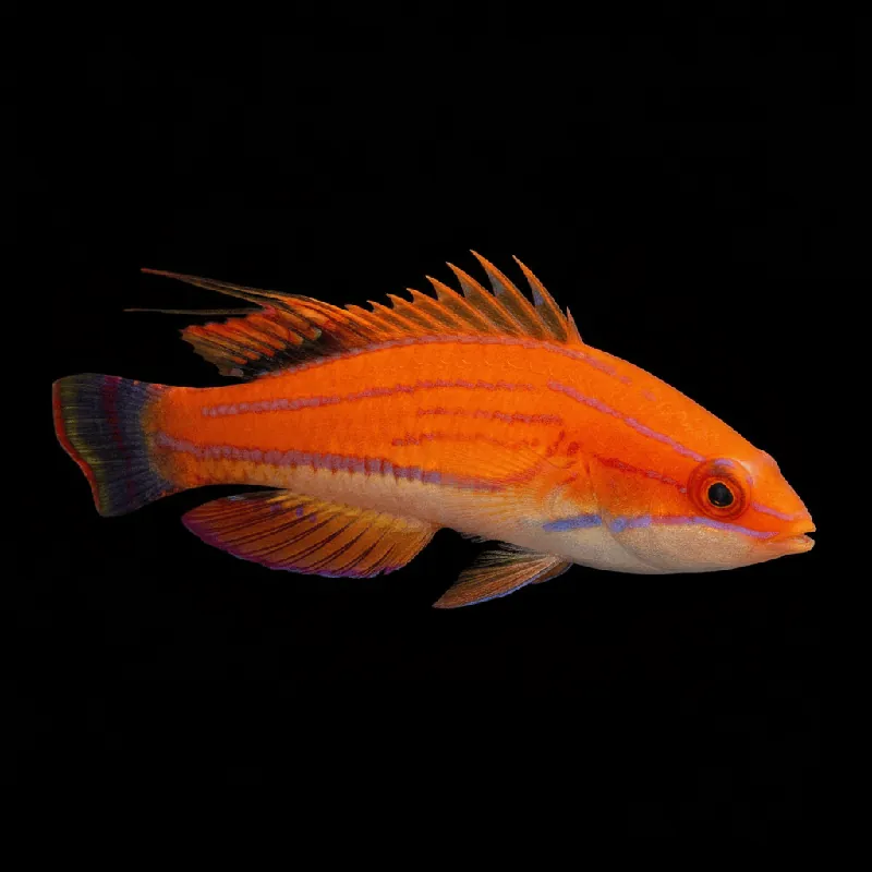 Carpenter Flasher Wrasse - Paracheilinus carpenteri