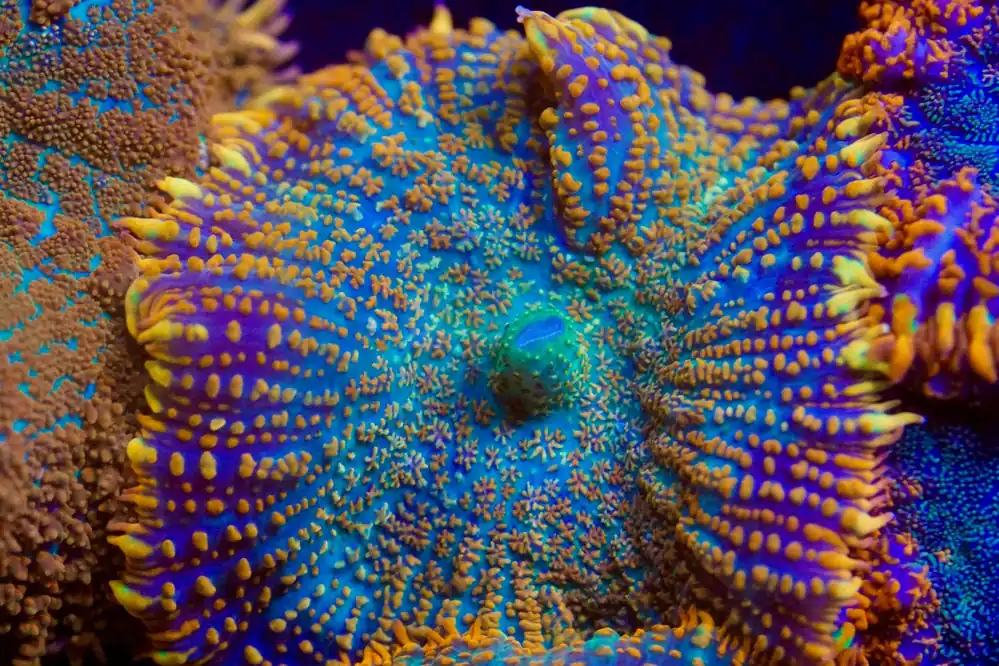 Ultra Rainbow Rhodactis Mushroom - Top Shelf Aquatics