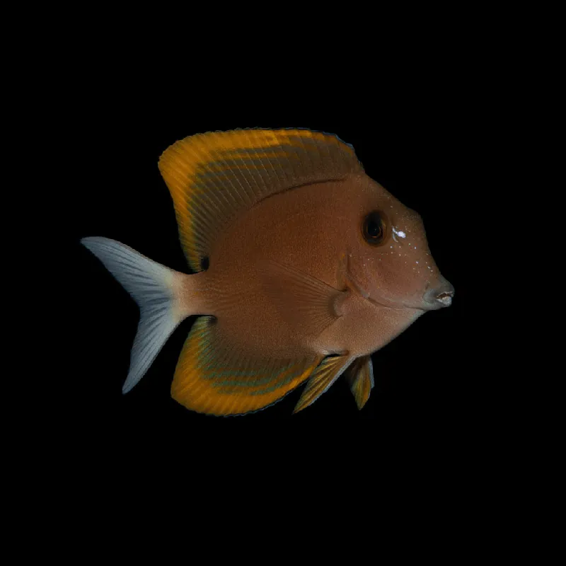 Flame Fin Tomini Bristletooth Tang - Ctenochaetus tominiensis