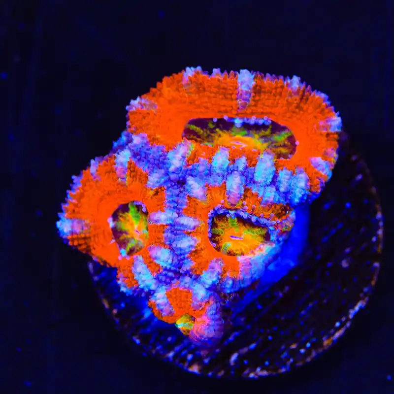Ultra Rainbow Acan Coral - Top Shelf Aquatics