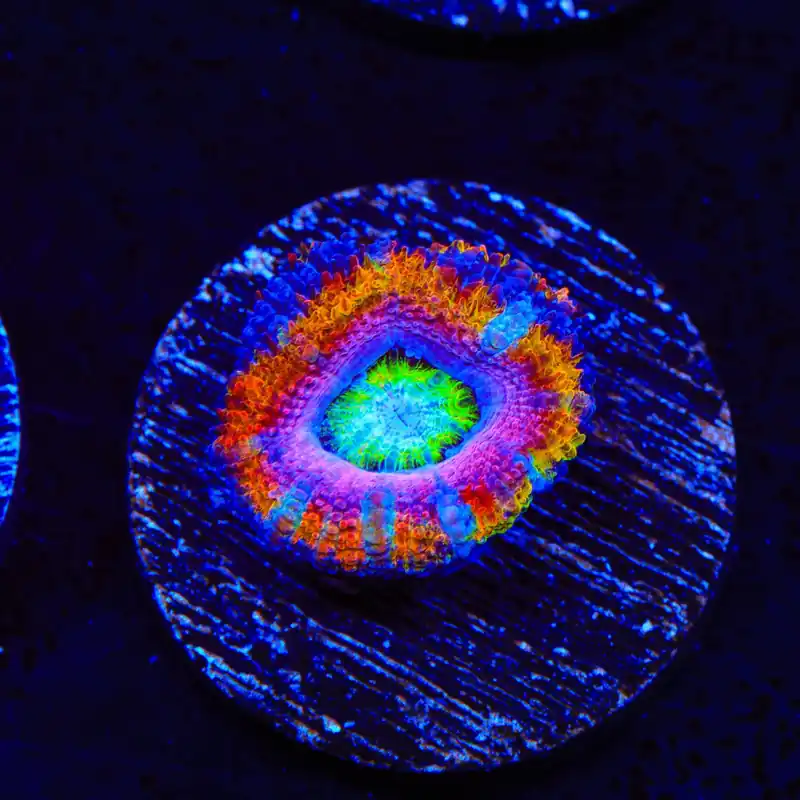 Ultra Rainbow Acan Coral - Top Shelf Aquatics