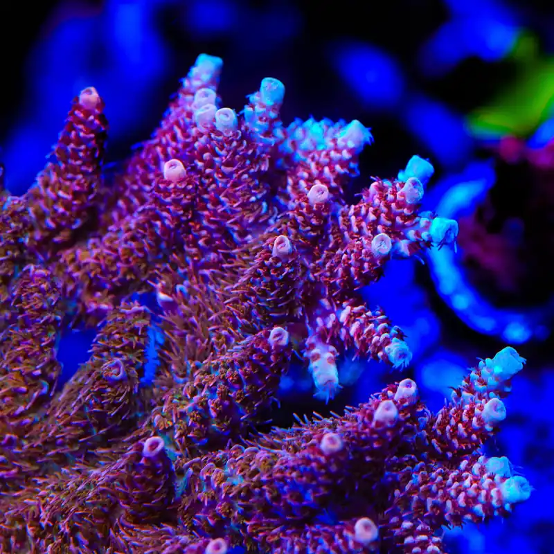 TSA Razzamatazz Acropora Coral - TSA Coral