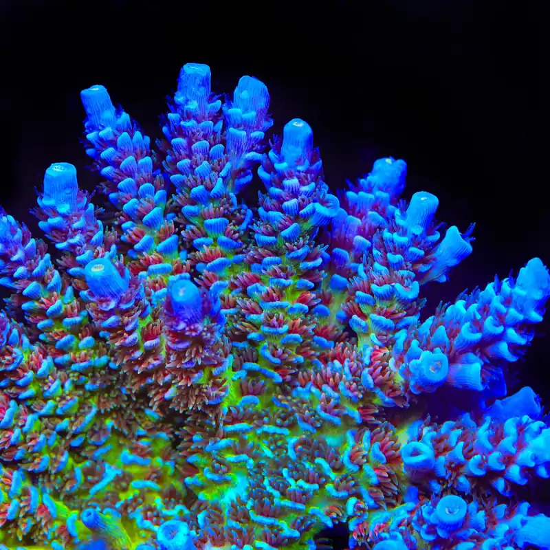 JF Jolt Acropora Coral - TSA Coral