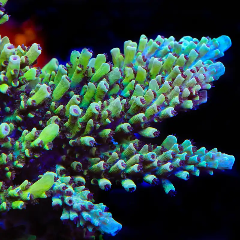 GB Fury Acropora Coral - TSA Coral
