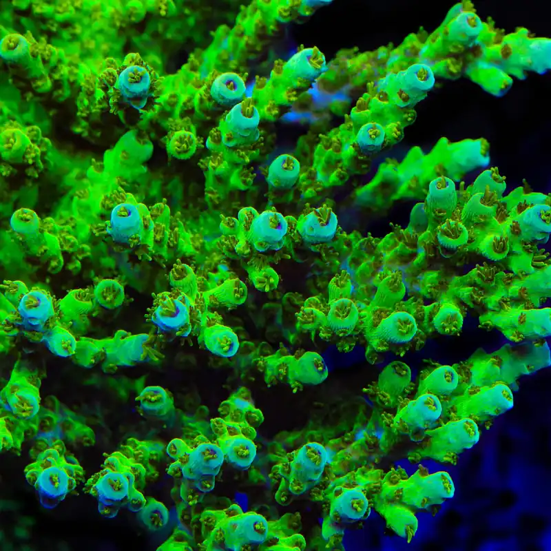 TSA Grinch Sarmentosa Acropora Coral - TSA Coral