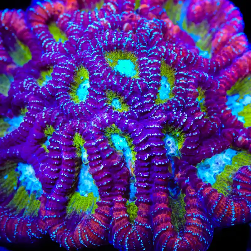 ACI Jinx Favia Coral - TSA Coral