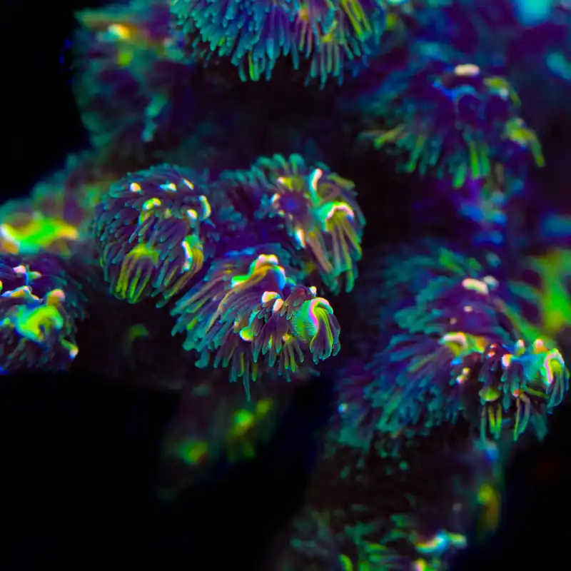 TSA Goldilocks Gumdrop Acropora Coral - TSA Coral