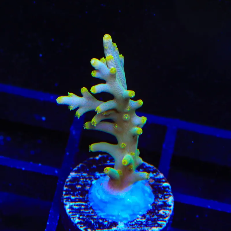 TSA Neon Nectar Acropora Coral - Top Shelf Aquatics
