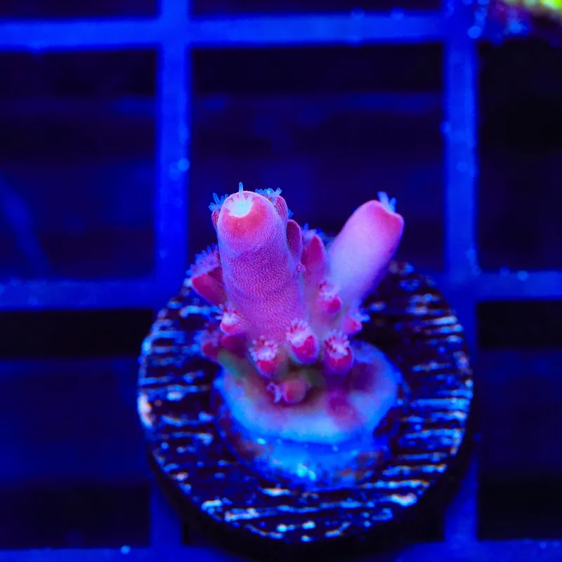 TSA Dr Mundo Acropora Coral - Top Shelf Aquatics