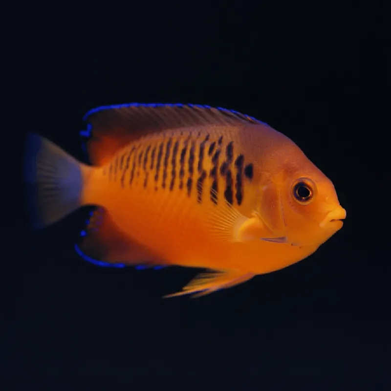 Shepardi Angel - TSA Fish