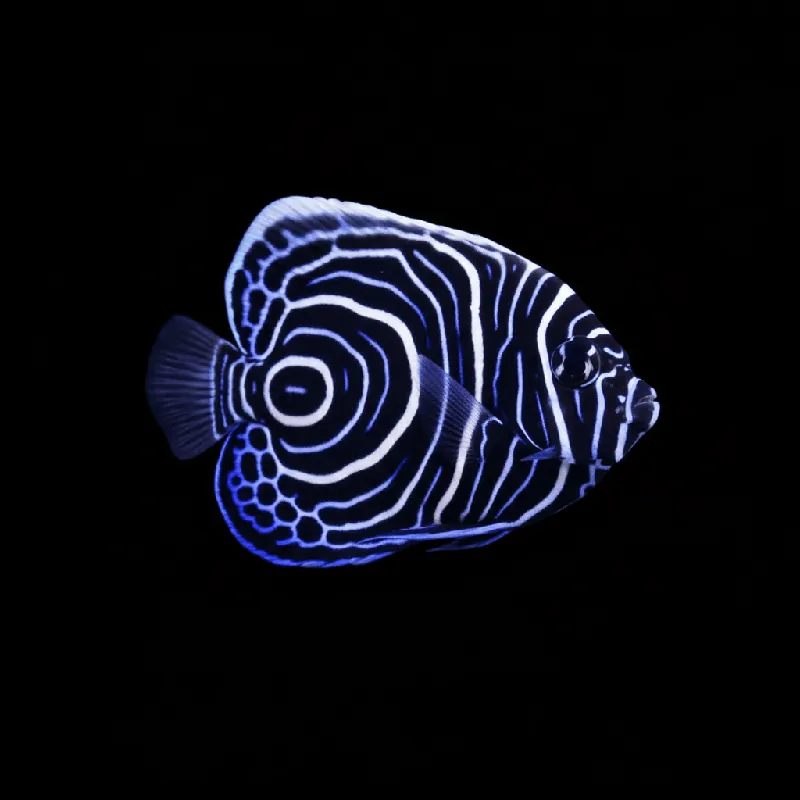 Emperor Angelfish - Juvenile - Pomacanthus imperator