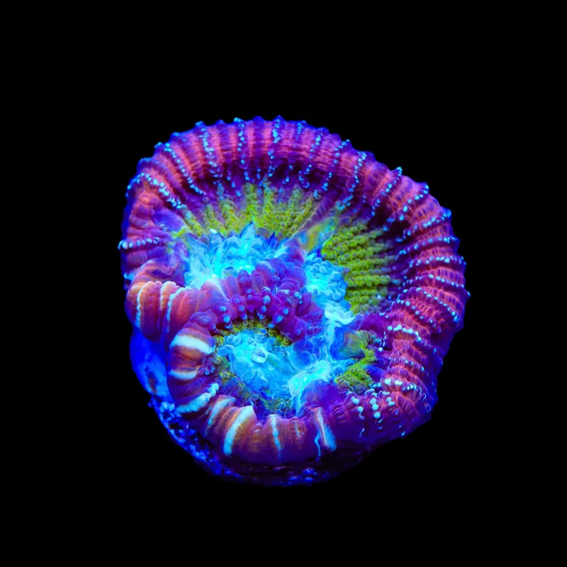 ACI Jinx Favia Coral - TSA Coral