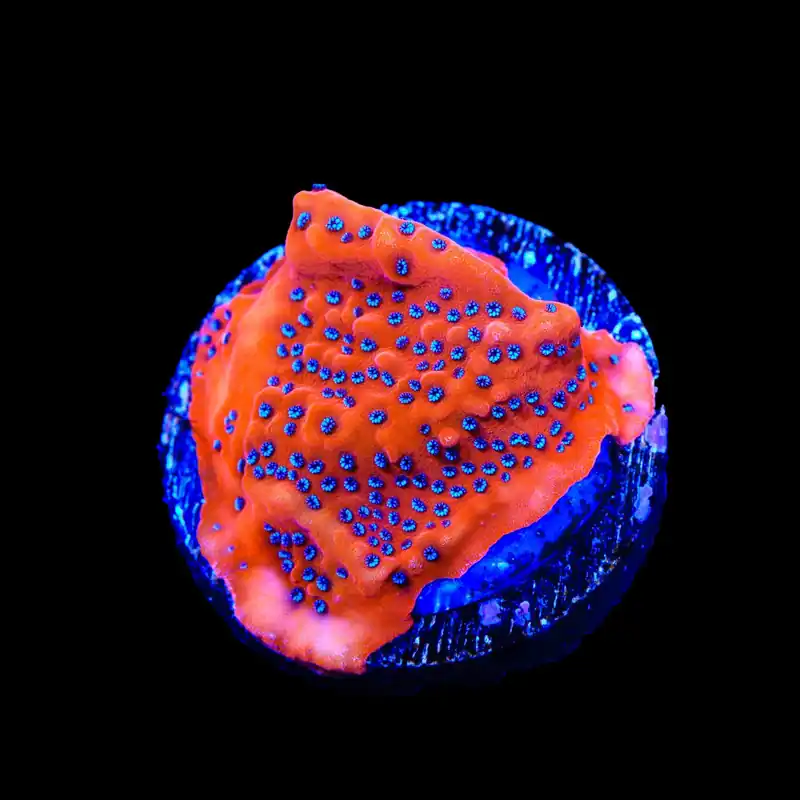TSA Where's Waldo Montipora Coral - TSA Coral