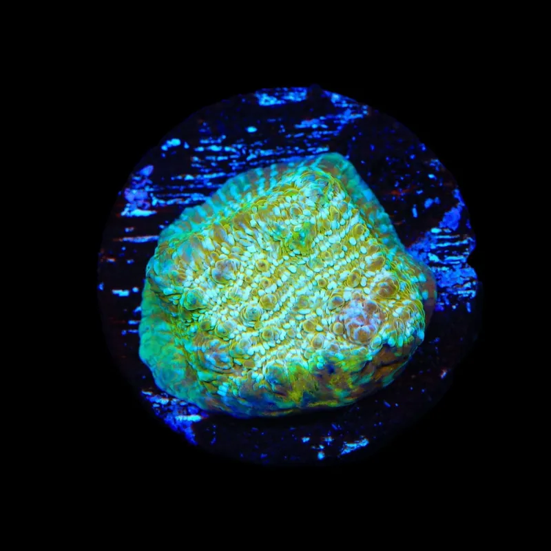 TSA Kriss Kross Chalice Coral - TSA Coral