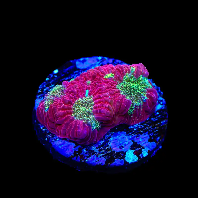 TSA Glitter Puddle Favia Coral - TSA Coral