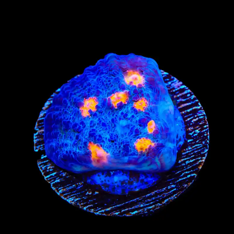 TSA Hot Spot Chalice Coral - TSA Coral
