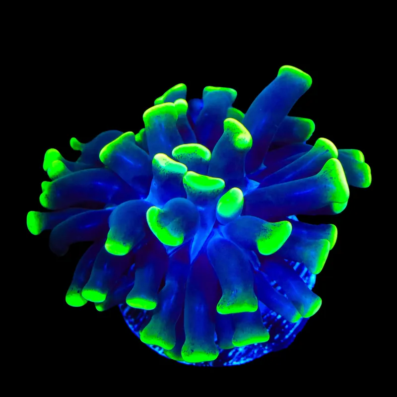 Glow Tip Hammer Coral - TSA Coral