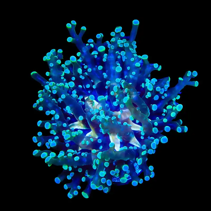 Yellow Center Frogspawn Coral - TSA Coral