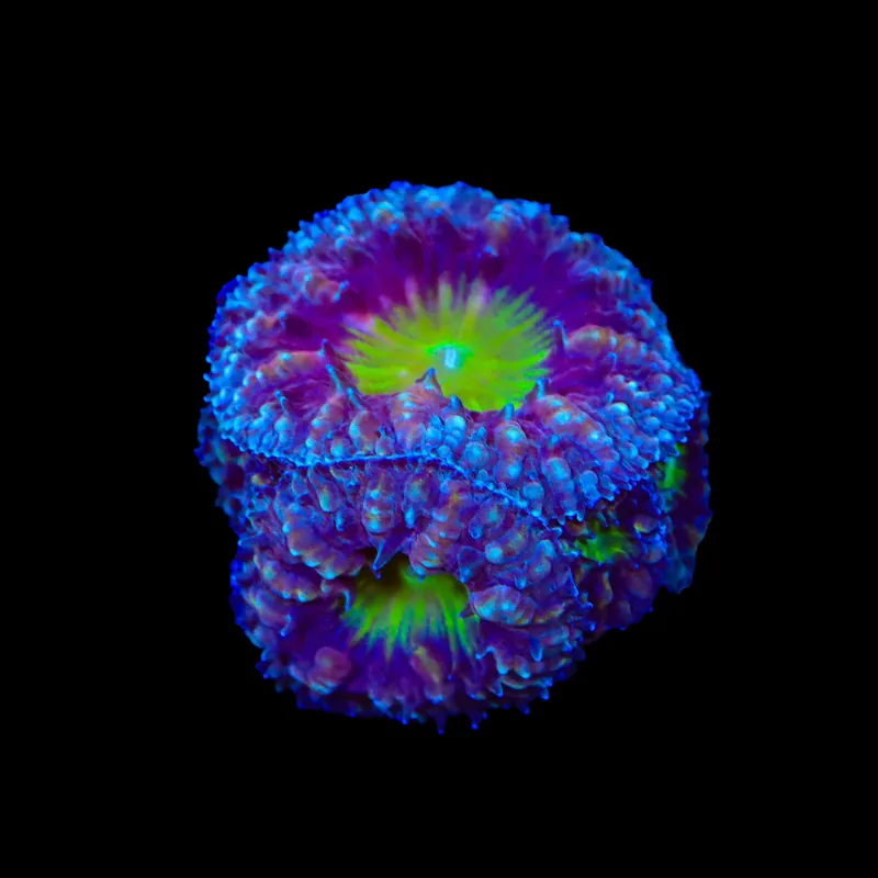 Potion of Life Blastomussa Coral - TSA Coral
