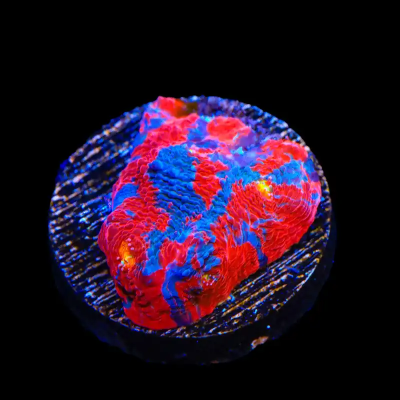 TSA Superman Chalice Coral - TSA Coral