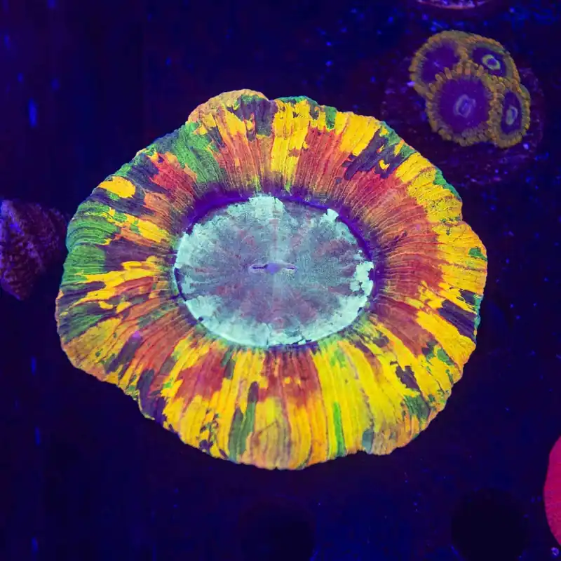 Ultra Rainbow Trachy - Top Shelf Aquatics