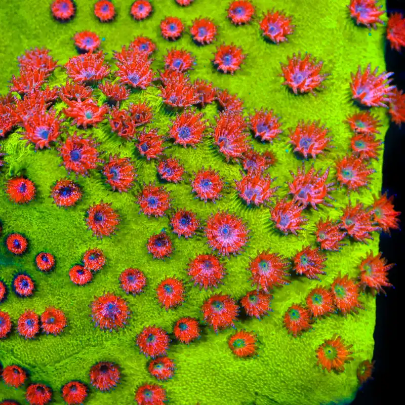 TSA Radioactive Cyphastrea Coral - TSA Coral