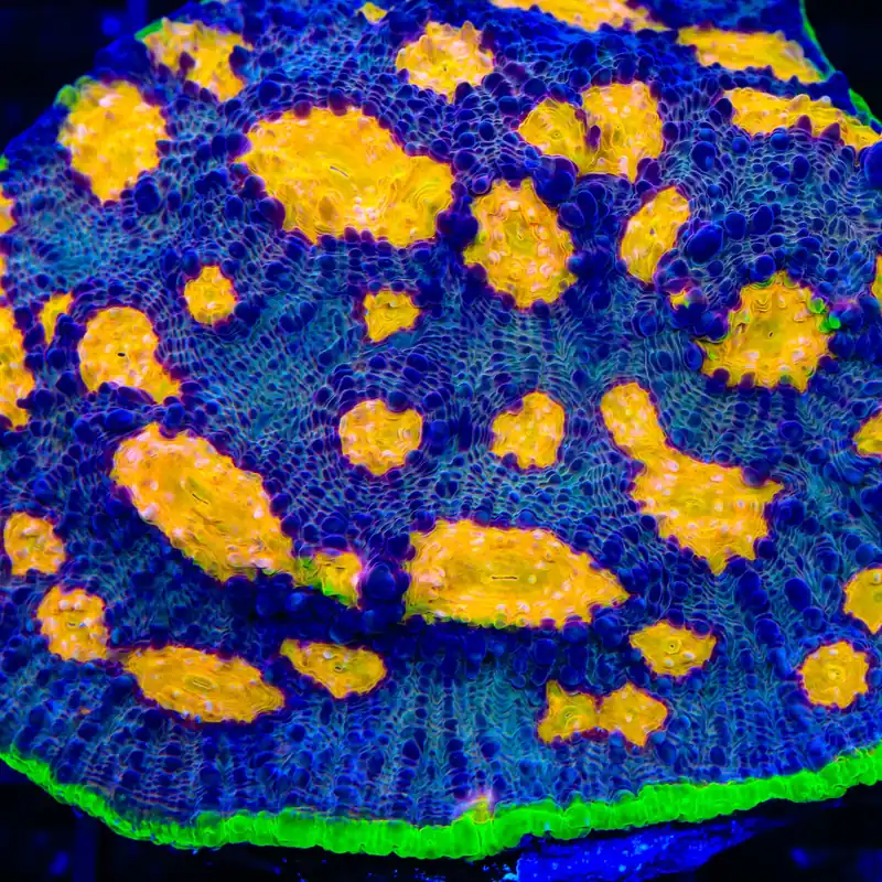 TSA Freaky Friday Chalice Coral - TSA Coral