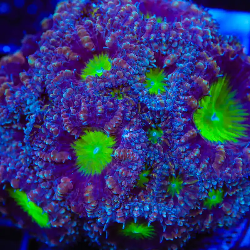 Potion of Life Blastomussa Coral - TSA Coral