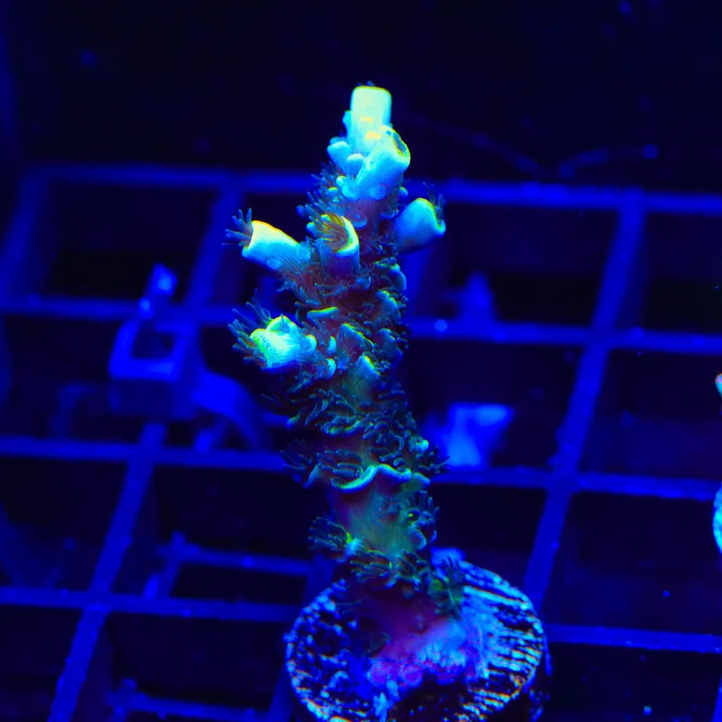 TSA Sour Diesel Tenuis Acropora Coral - Top Shelf Aquatics