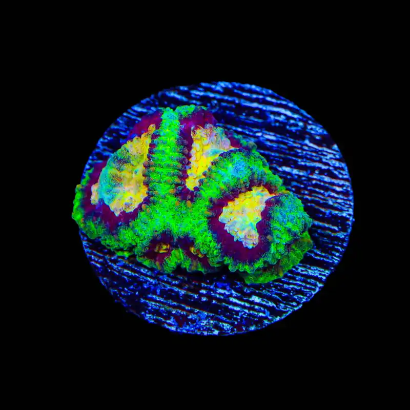All Star Favia Coral - TSA Coral