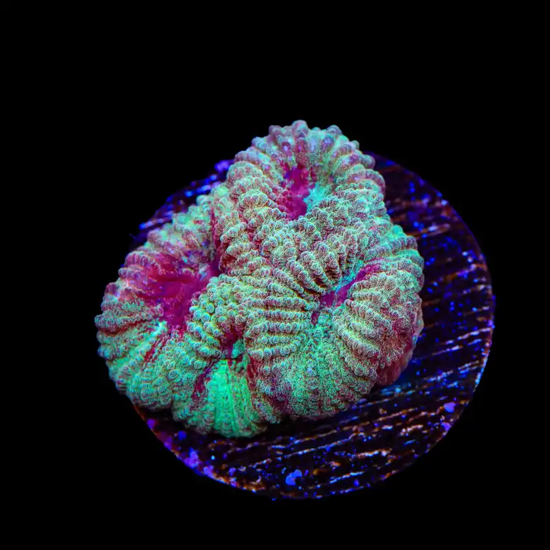 TSA Fairy Dust Favia Coral - TSA Coral