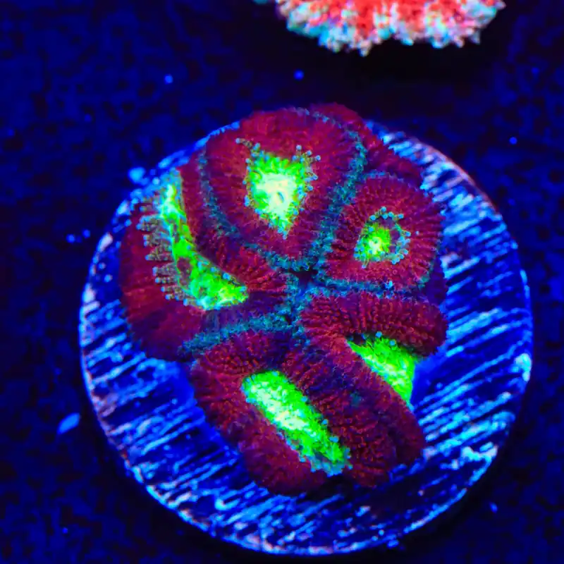Ultra Micromussa Acan Coral - Top Shelf Aquatics