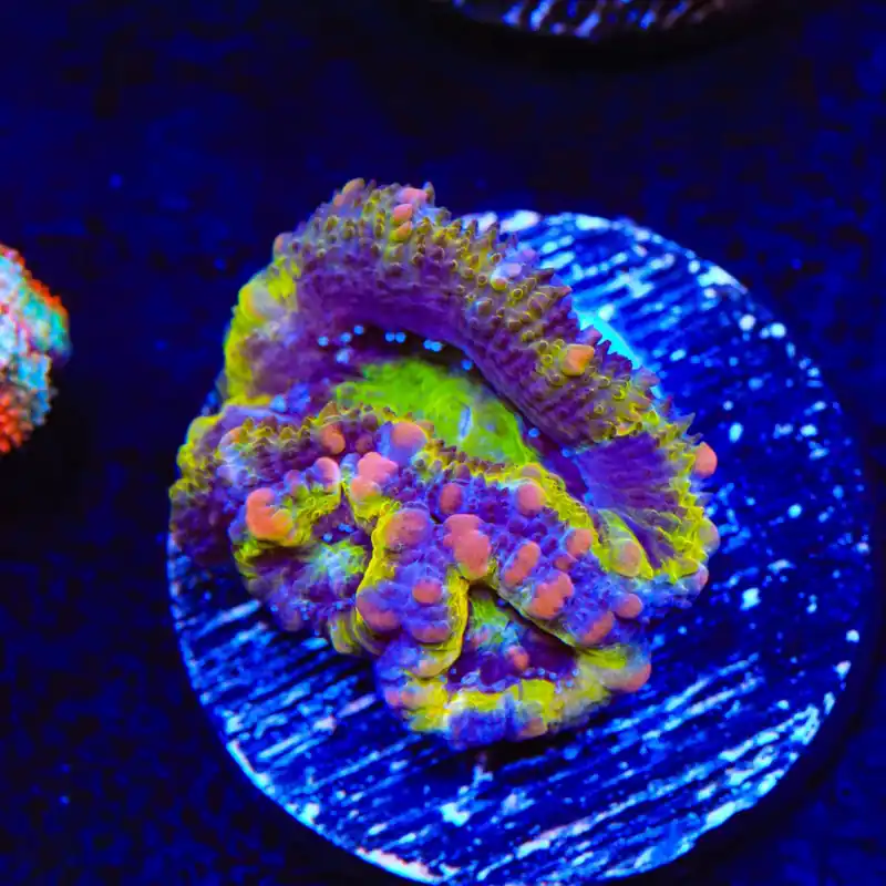 Rainbow Acan Coral - Top Shelf Aquatics