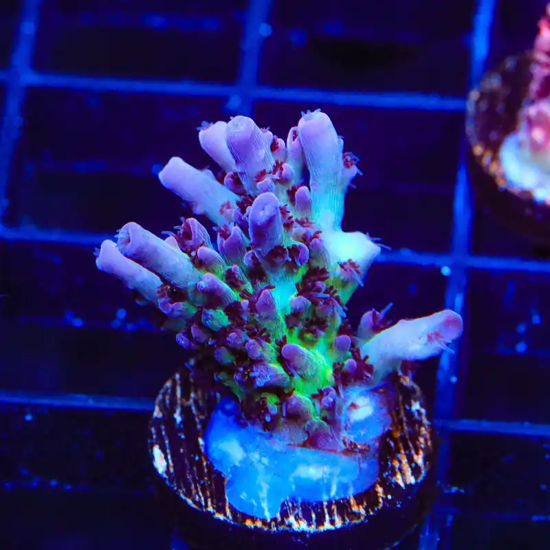 TSA Blueberry Shortcake Acropora Coral - TSA Coral