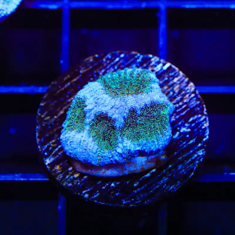 TSA Twinkle Toes Favia Coral - TSA Coral
