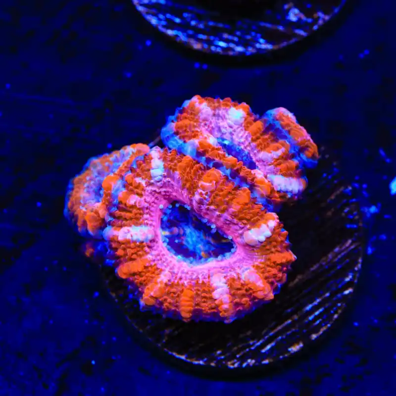 Ultra Acan Coral - Top Shelf Aquatics