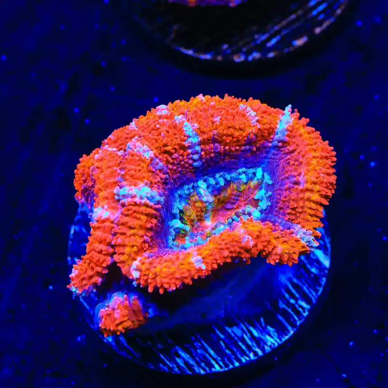 Ultra Acan Coral - Top Shelf Aquatics